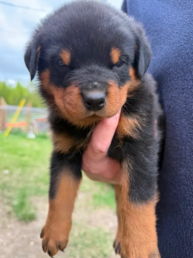 Rottweiler puppies - Photo 4