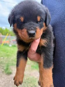 Rottweiler puppies - Photo 4