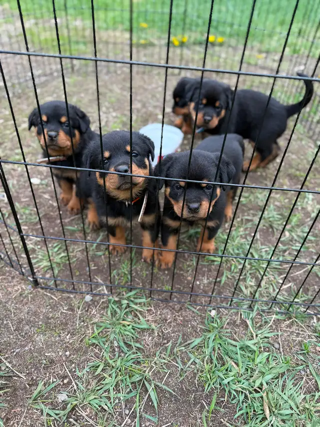 Rottweiler puppies - Photo 5