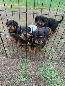 Rottweiler puppies - Photo 5