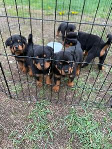 Rottweiler puppies - Photo 6