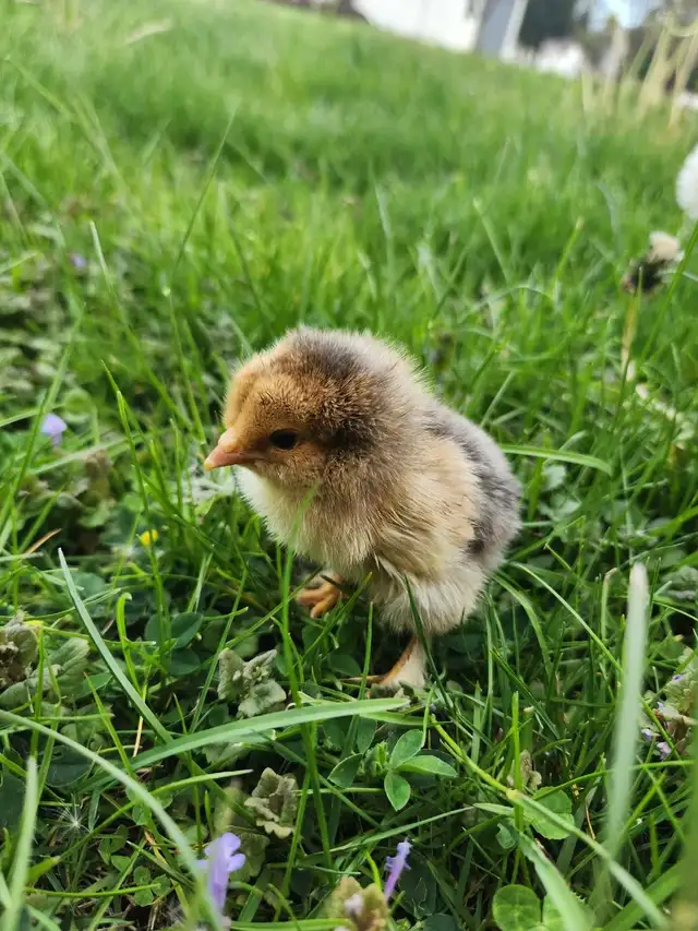 Brahma chicks!