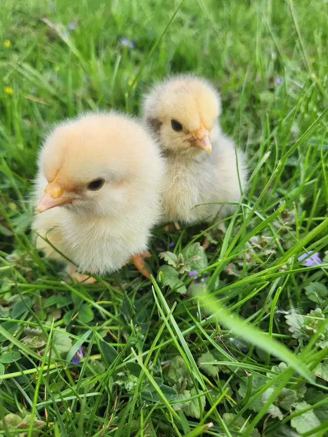 Brahma chicks! - Photo 2