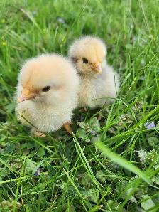 Brahma chicks! - Photo 2