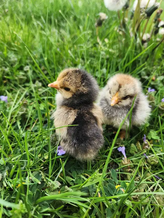 Brahma chicks! - Photo 3