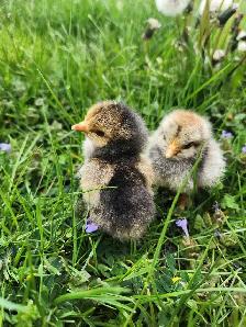 Brahma chicks! - Photo 3