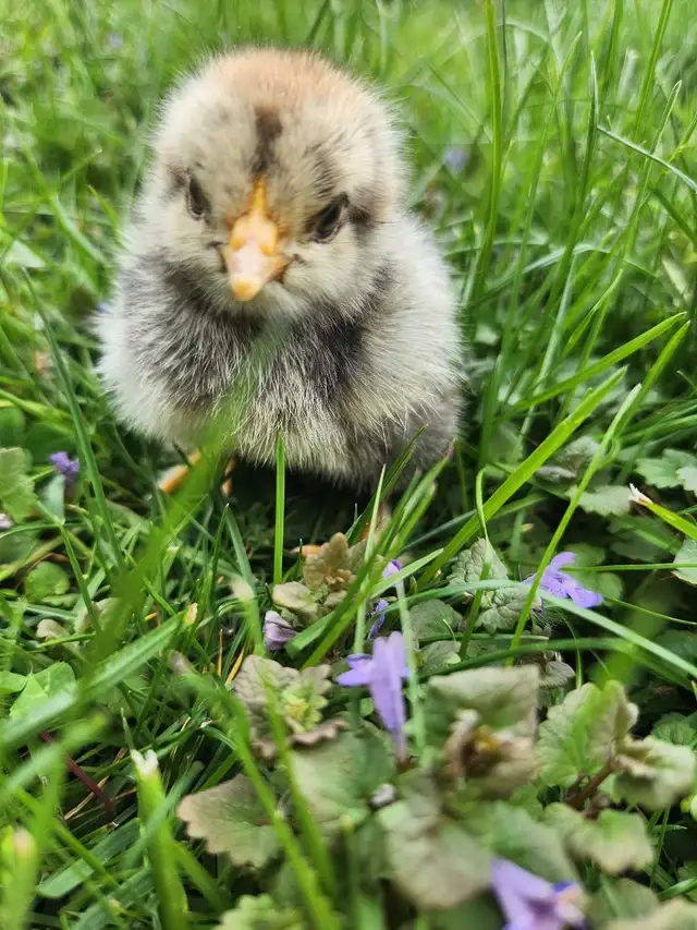 Brahma chicks! - Photo 4