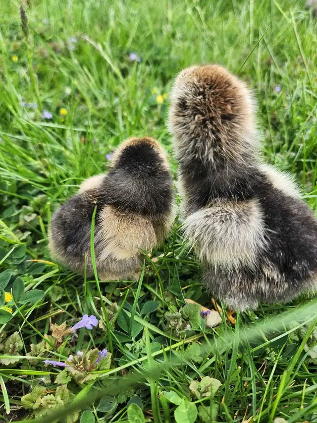 Brahma chicks! - Photo 5