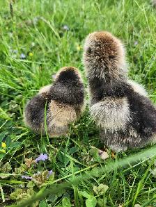 Brahma chicks! - Photo 5