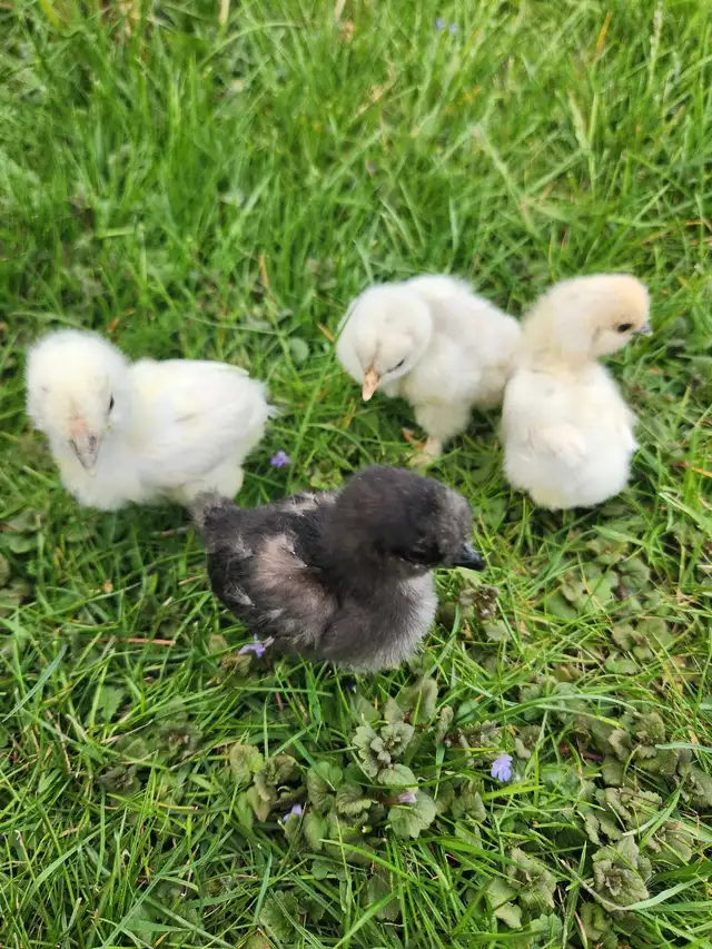 Silkie Chicks!