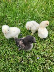 Silkie Chicks!