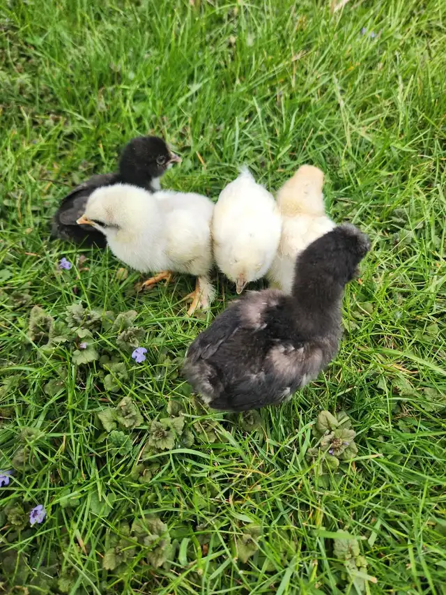 Silkie Chicks! - Photo 2