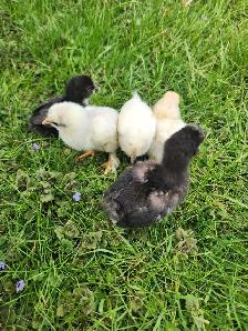 Silkie Chicks! - Photo 2