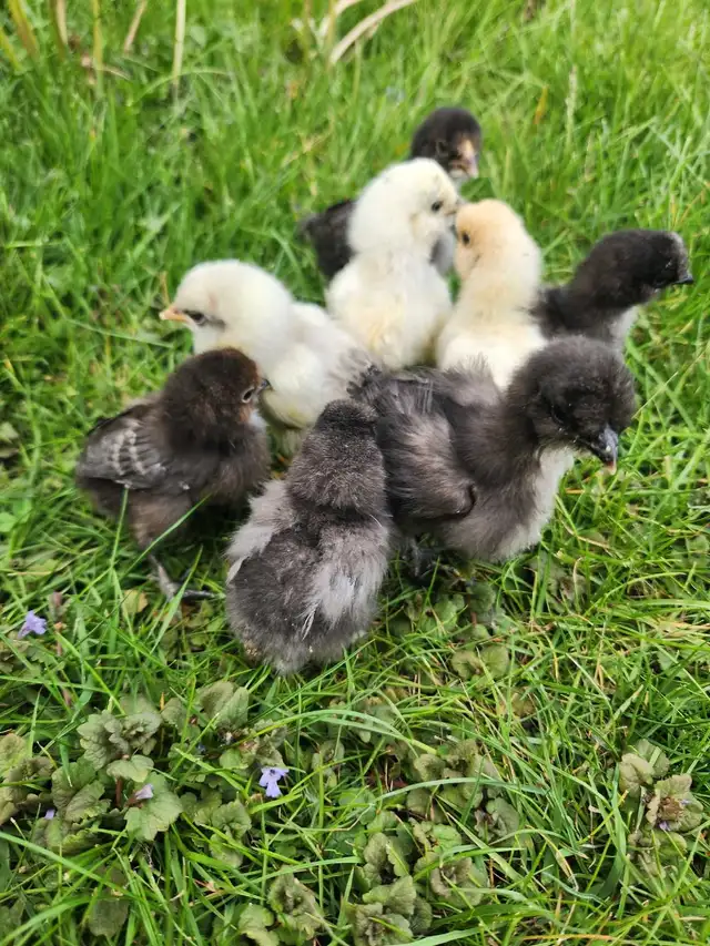 Silkie Chicks! - Photo 3