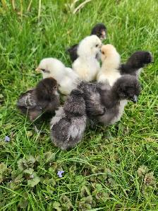 Silkie Chicks! - Photo 3
