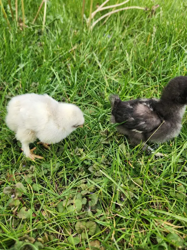 Silkie Chicks! - Photo 4
