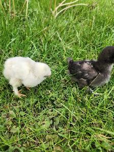 Silkie Chicks! - Photo 4