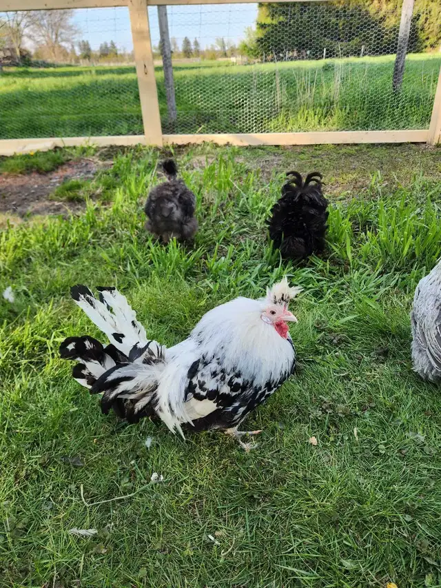 Silkie Chicks! - Photo 5