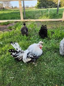 Silkie Chicks! - Photo 5