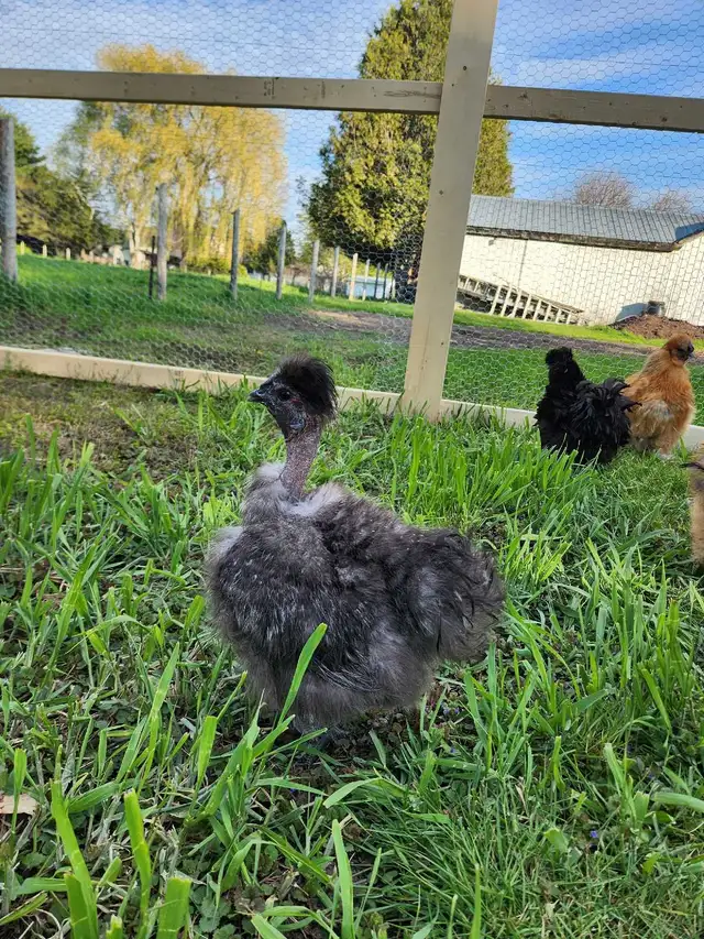 Silkie Chicks! - Photo 7