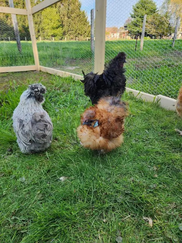 Silkie Chicks! - Photo 8