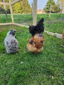 Silkie Chicks! - Photo 8