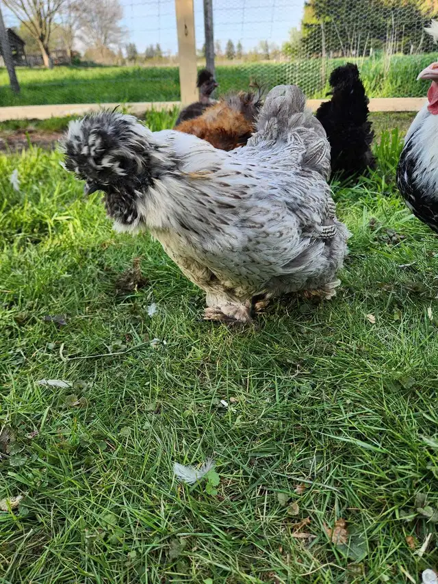 Silkie Chicks! - Photo 9
