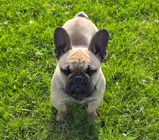 Male Fawn French Bulldog