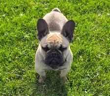 Male Fawn French Bulldog