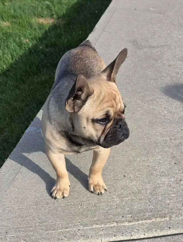Male Fawn French Bulldog - Photo 2