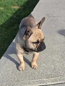 Male Fawn French Bulldog - Photo 2
