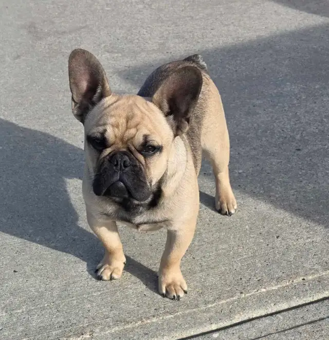 Male Fawn French Bulldog - Photo 3