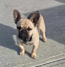 Male Fawn French Bulldog - Photo 3