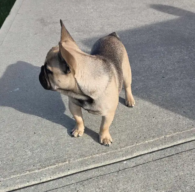 Male Fawn French Bulldog - Photo 4