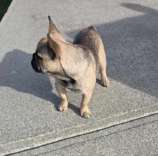 Male Fawn French Bulldog - Photo 4