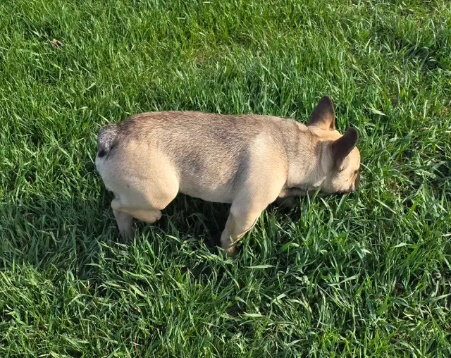Male Fawn French Bulldog - Photo 5