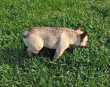 Male Fawn French Bulldog - Photo 5