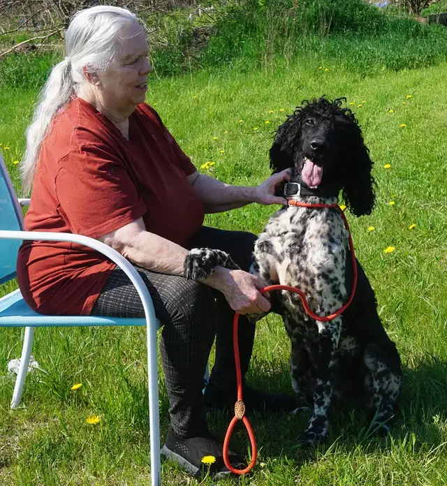 Oh Golly Miss Molly! - Standard Poodle