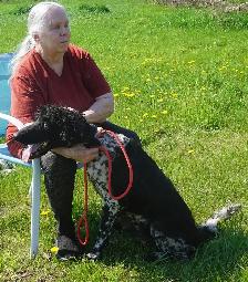 Oh Golly Miss Molly! - Standard Poodle - Photo 2