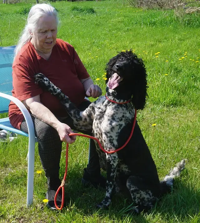 Oh Golly Miss Molly! - Standard Poodle - Photo 3