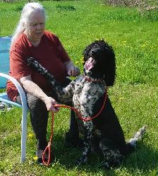 Oh Golly Miss Molly! - Standard Poodle - Photo 3