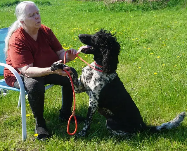 Oh Golly Miss Molly! - Standard Poodle - Photo 4