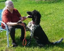 Oh Golly Miss Molly! - Standard Poodle - Photo 4