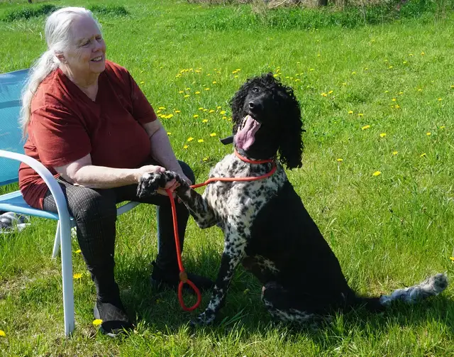 Oh Golly Miss Molly! - Standard Poodle - Photo 5