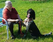 Oh Golly Miss Molly! - Standard Poodle - Photo 5