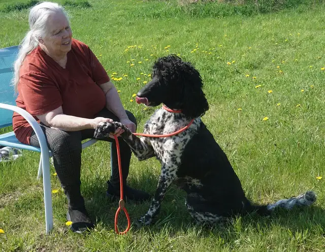 Oh Golly Miss Molly! - Standard Poodle - Photo 6