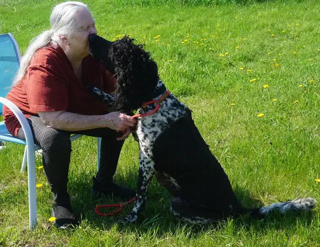 Oh Golly Miss Molly! - Standard Poodle - Photo 7