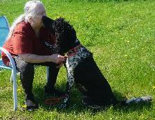 Oh Golly Miss Molly! - Standard Poodle - Photo 7