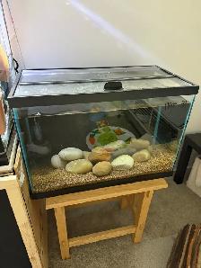20 gallon fish tank