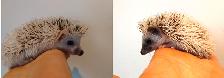 ♥Double snowflake s&p pinto baby hedgehog boys!
